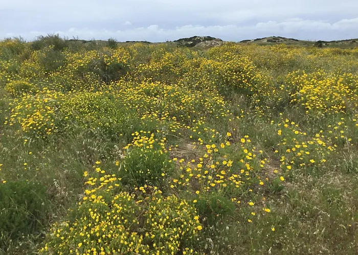 Nazare For Surfing * Famalicão